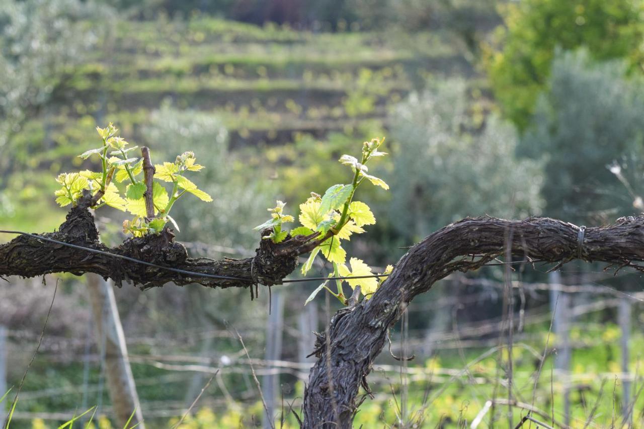 Quinta Dos Padrinhos - Suites In The Heart Of The Douro Lamego Εξωτερικό φωτογραφία