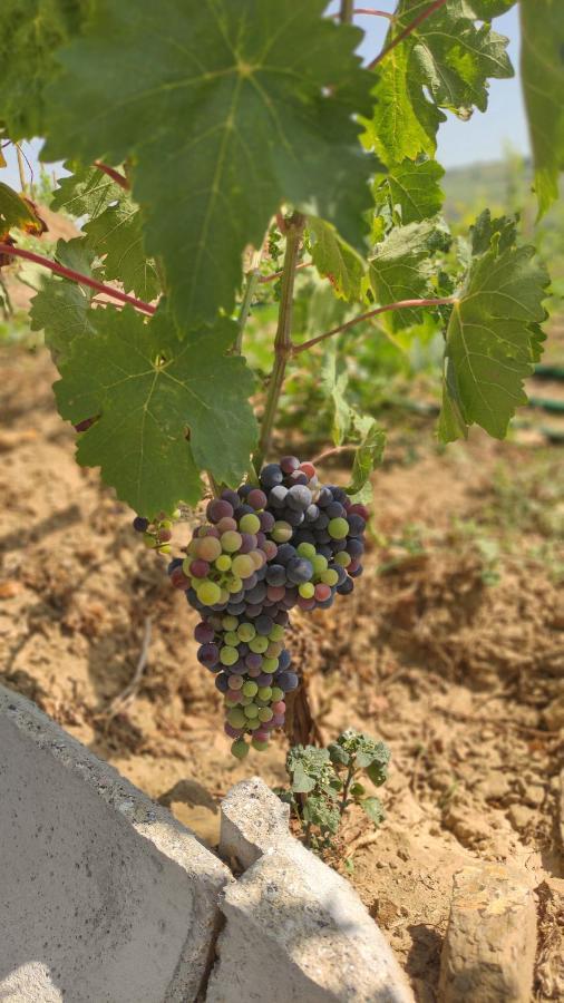 Quinta Dos Padrinhos - Suites In The Heart Of The Douro Lamego Εξωτερικό φωτογραφία