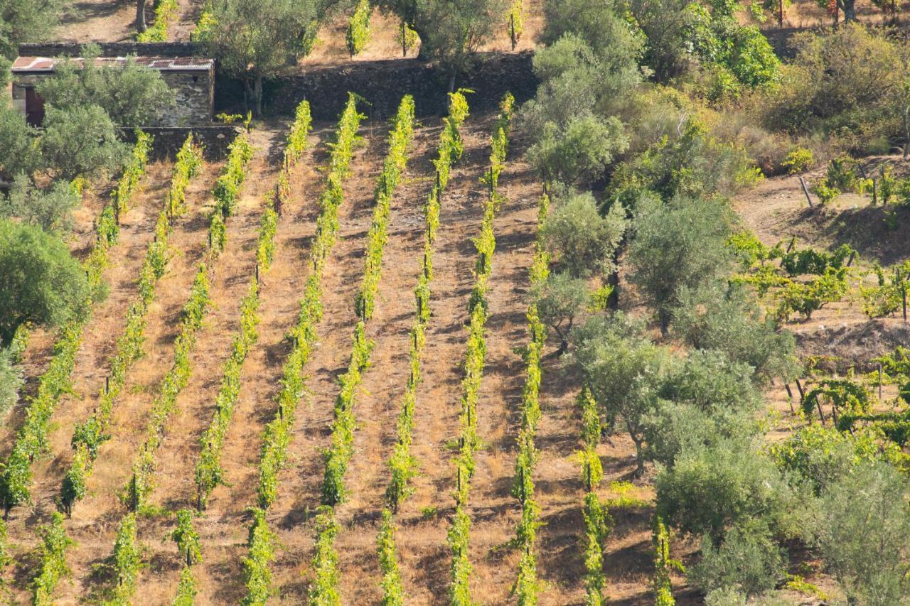 Quinta Dos Padrinhos - Suites In The Heart Of The Douro Lamego Εξωτερικό φωτογραφία